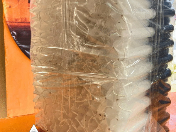 Vela Palito Branca e Preta 10Kg.
